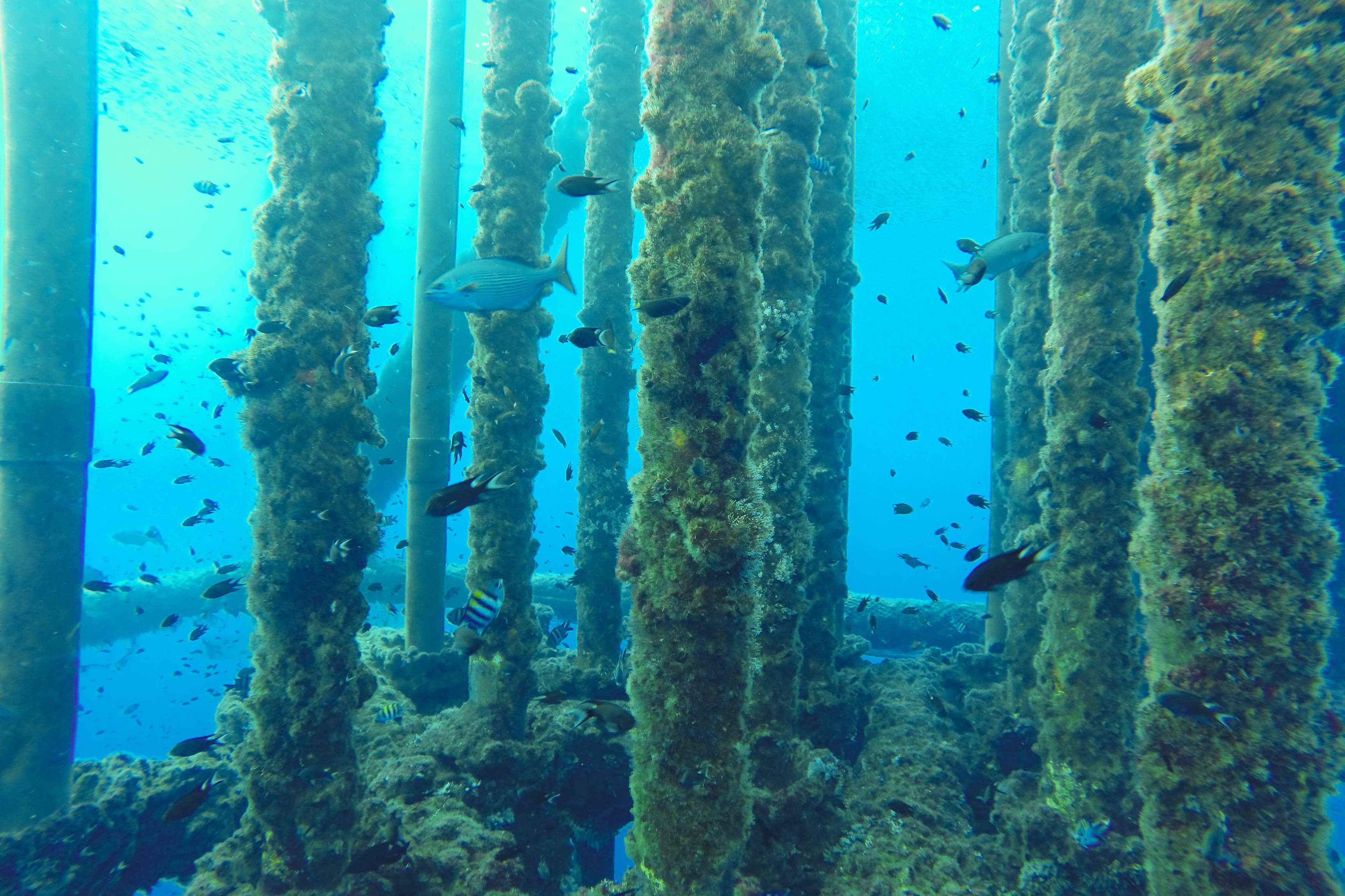 Underwater pipelines in the sea, overgrown and swarming with fish.
