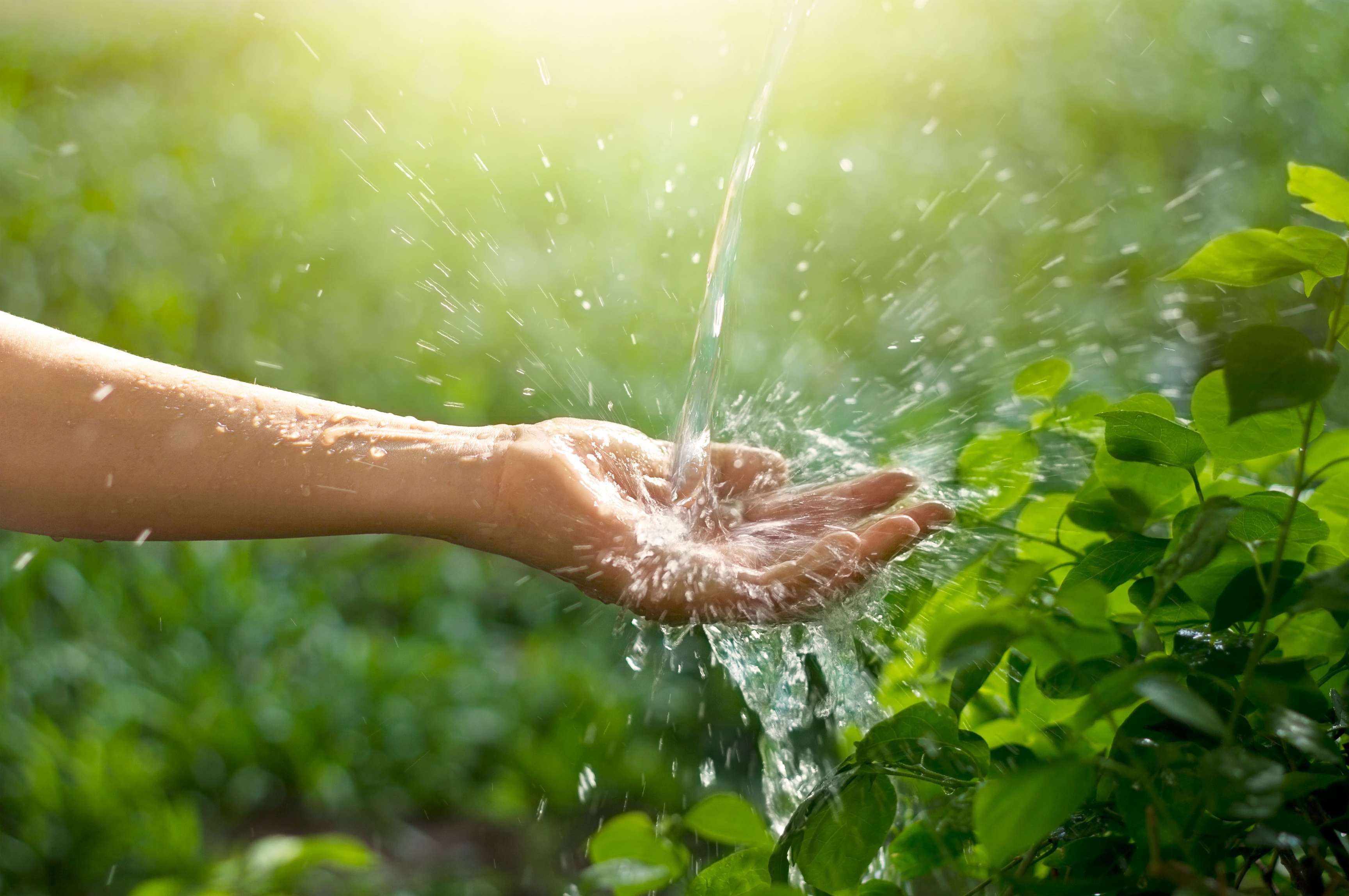 Water pouring in hand on nature background.